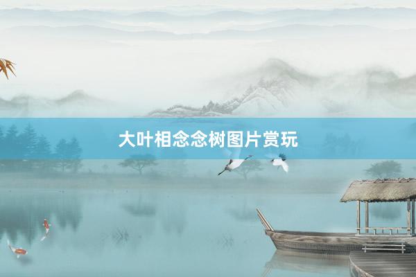 大叶相念念树图片赏玩